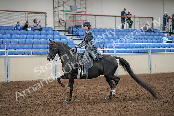 2020 - AB Morgan Horse - Fri, Sept 04 - 05328
