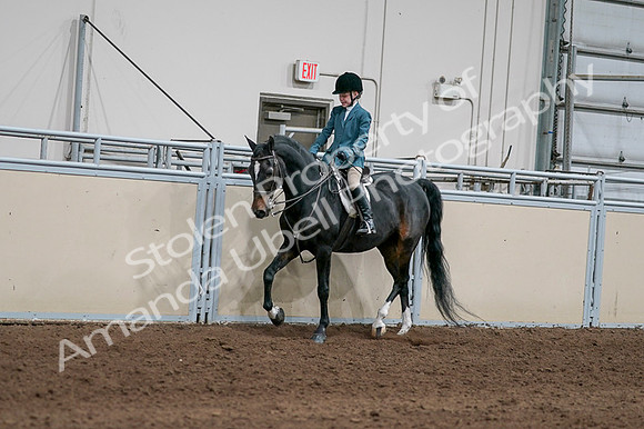 2020 - AB Morgan Horse - Fri, Sept 04 - 07750