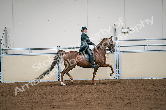 2020 - AB Morgan Horse - Fri, Sept 04 - 08123