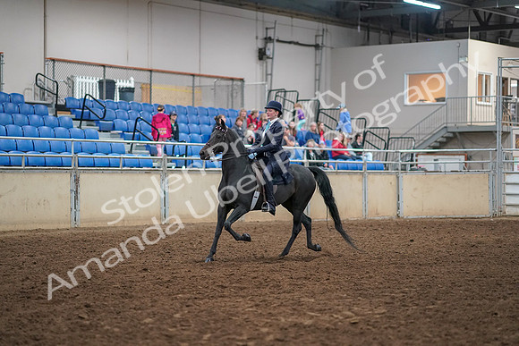 2019 Morgan Horse Show - Aug 30, 2019 - 12162