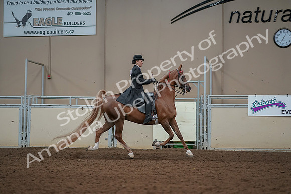 2019 Morgan Horse Show - Aug 30, 2019 - 25290