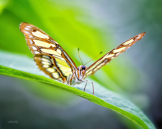 Insects - 024
