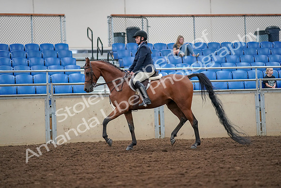 2019 Morgan Horse Show - Aug 30, 2019 - 16250
