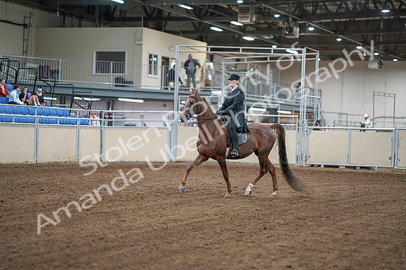 2020 - AB Morgan Horse - Fri, Sept 04 - 07909