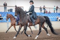 2019 Morgan Horse Show - Aug 31, 2019 - 08480