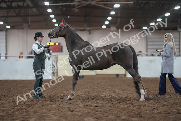 2019 Morgan Horse Show - Aug 31, 2019 - 02003