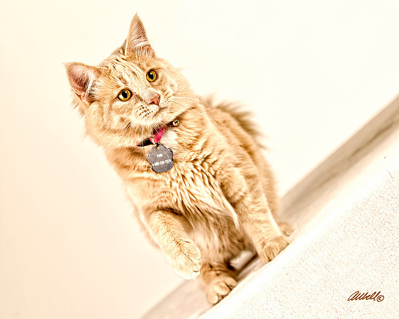 Dogs and Cats - 020