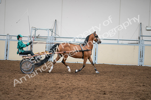 2020 - AB Morgan Horse - Sat, Sept 05 - 12464