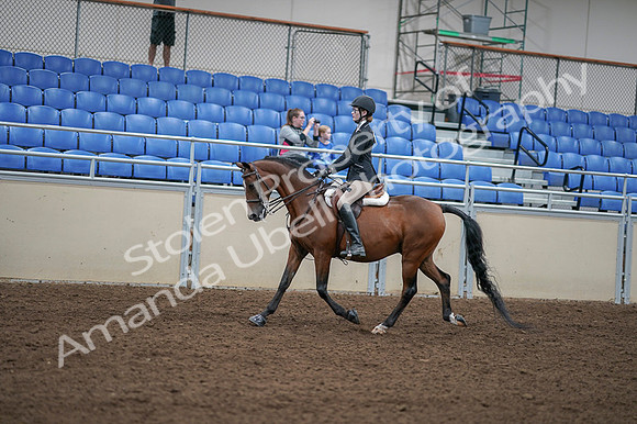 2020 - AB Morgan Horse - Fri, Sept 04 - 05875