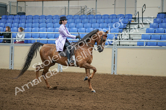 2020 - AB Morgan Horse - Fri, Sept 04 - 05183