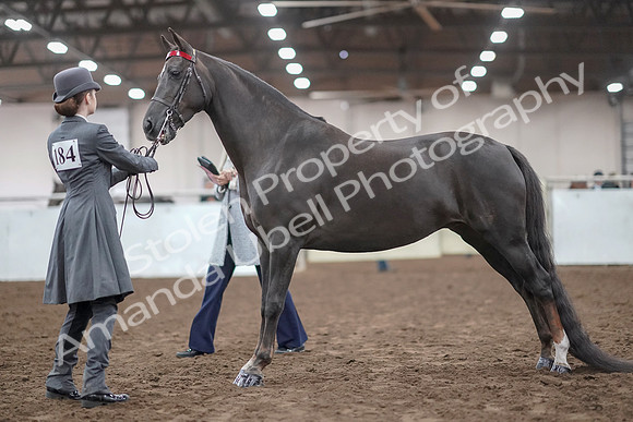 2019 Morgan Horse Show - Aug 31, 2019 - 01952
