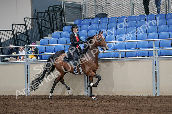 2020 - AB Morgan Horse - Sat, Sept 05 - 06792
