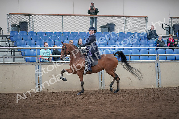 2019 Morgan Horse Show - Aug 31, 2019 - 08645