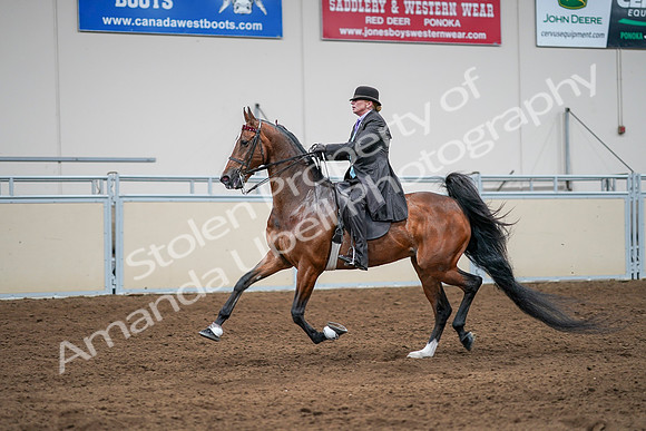 2020 - AB Morgan Horse - Sat, Sept 05 - 13185