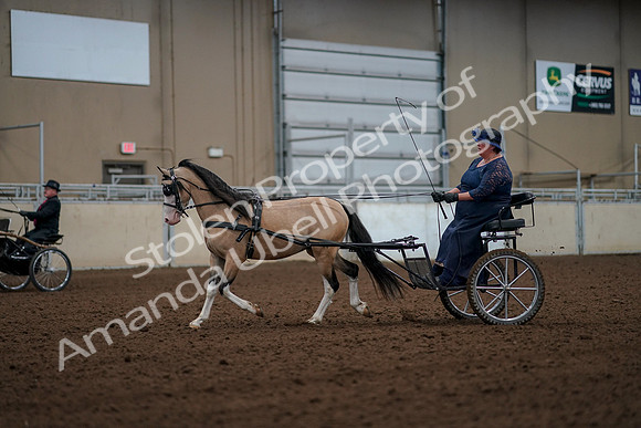 2019 Morgan Horse Show - Aug 30, 2019 - 13251