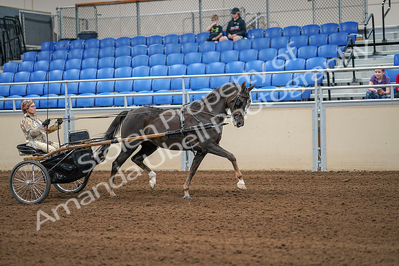 2020 - AB Morgan Horse - Sat, Sept 05 - 05945