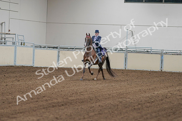 2020 - AB Morgan Horse - Fri, Sept 04 - 08137