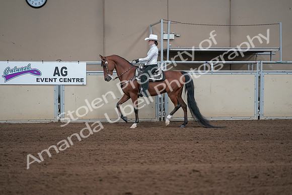 2019 Morgan Horse Show - Sept 01, 2019 - 06942