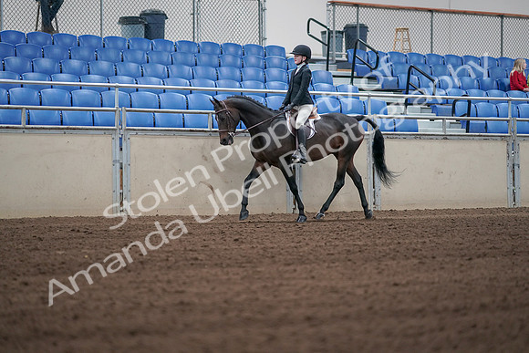 2019 Morgan Horse Show - Sept 01, 2019 - 03702