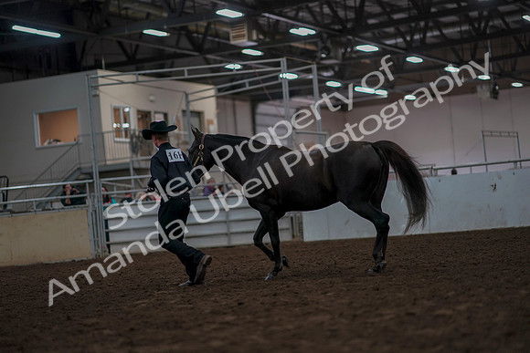 2019 Morgan Horse Show - Aug 31, 2019 - 02063