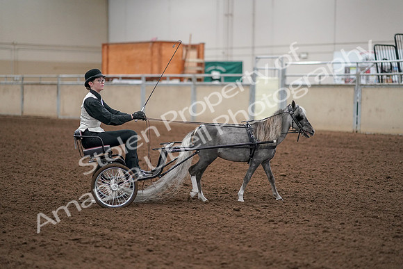 2019 Morgan Horse Show - Aug 30, 2019 - 13355