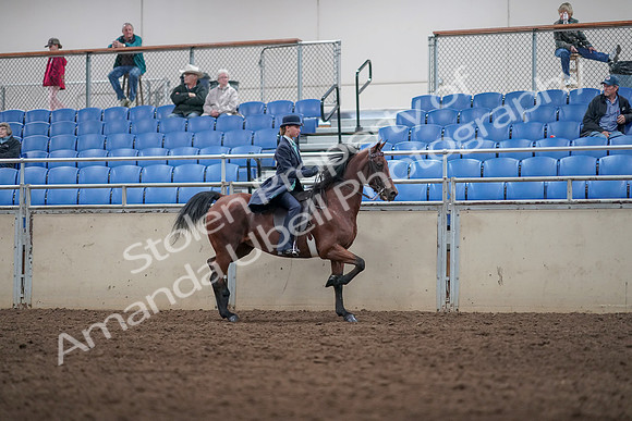 2019 Morgan Horse Show - Aug 31, 2019 - 08869