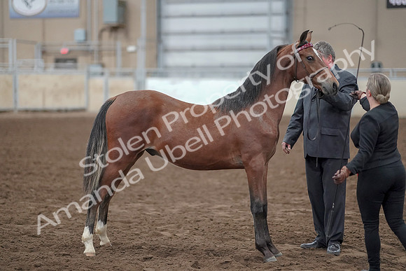 2019 Morgan Horse Show - Aug 31, 2019 - 00269