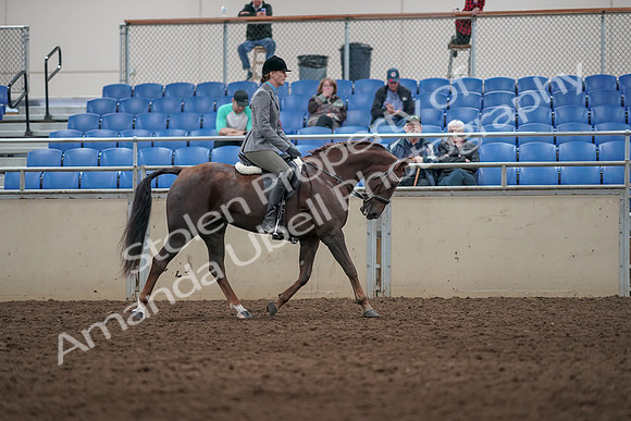 2019 Morgan Horse Show - Aug 31, 2019 - 07434