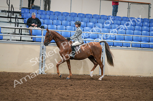 2020 - AB Morgan Horse - Fri, Sept 04 - 02963