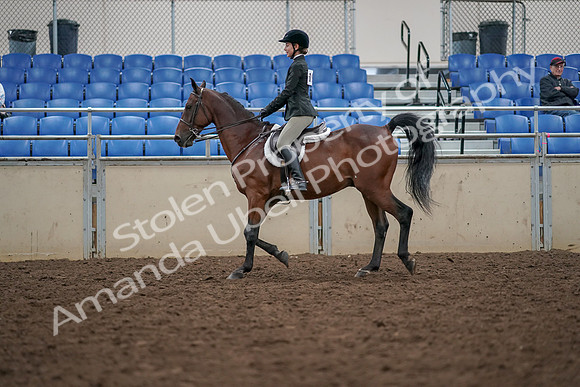 2019 Morgan Horse Show - Aug 30, 2019 - 20274