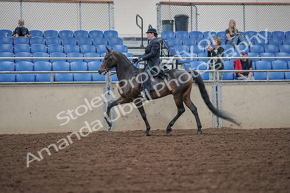 2019 Morgan Horse Show - Aug 30, 2019 - 15304