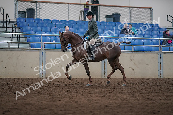 2019 Morgan Horse Show - Sept 01, 2019 - 08548