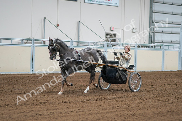 2020 - AB Morgan Horse - Sat, Sept 05 - 05988