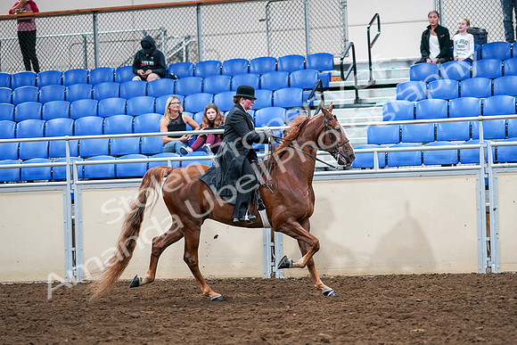 2020 - AB Morgan Horse - Sat, Sept 05 - 08269