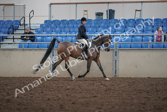 2019 Morgan Horse Show - Aug 31, 2019 - 16184
