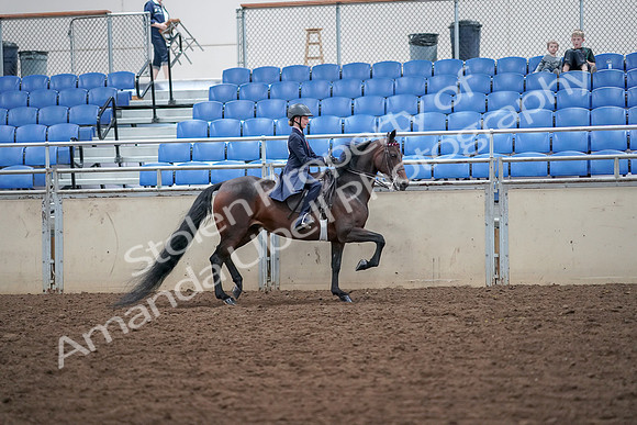 2019 Morgan Horse Show - Aug 30, 2019 - 18126