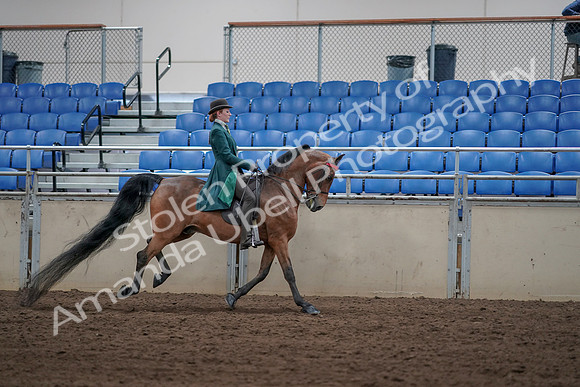 2019 Morgan Horse Show - Sept 01, 2019 - 13416