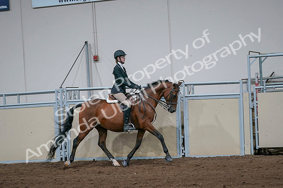 2020 - AB Morgan Horse - Fri, Sept 04 - 06011