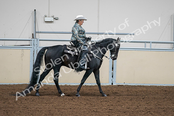 2020 - AB Morgan Horse - Fri, Sept 04 - 03545