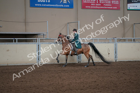 2019 Morgan Horse Show - Sept 01, 2019 - 13236