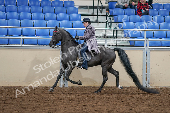 2020 - AB Morgan Horse - Sat, Sept 05 - 13618