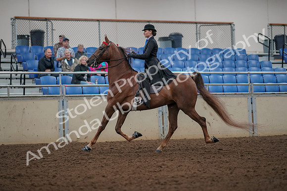 2019 Morgan Horse Show - Aug 30, 2019 - 25130
