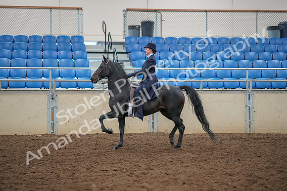 2019 Morgan Horse Show - Aug 30, 2019 - 12180
