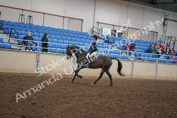 2019 Morgan Horse Show - Aug 30, 2019 - 12291