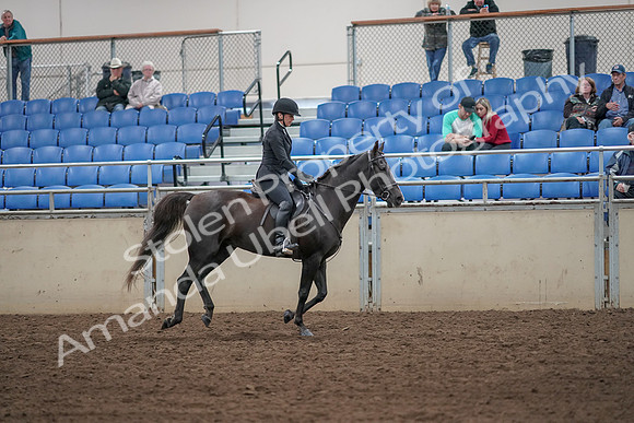 2019 Morgan Horse Show - Aug 31, 2019 - 07548
