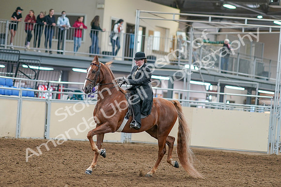 2020 - AB Morgan Horse - Sat, Sept 05 - 07971