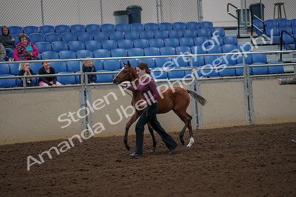 2019 Morgan Horse Show - Aug 30, 2019 - 24689