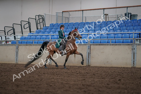 2019 Morgan Horse Show - Sept 01, 2019 - 13340