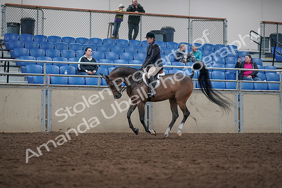 2019 Morgan Horse Show - Sept 01, 2019 - 08647