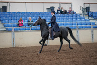 2019 Morgan Horse Show - Aug 31, 2019 - 18007
